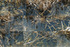 8_10_pace_pond_layout